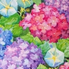 Hydrangeas